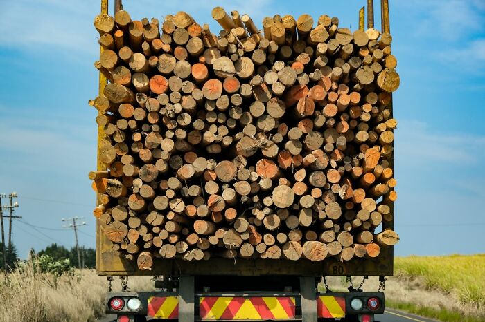 A rear view of a truck overloaded with logs, illustrating a potentially shocking and unusual way people have lost their lives.