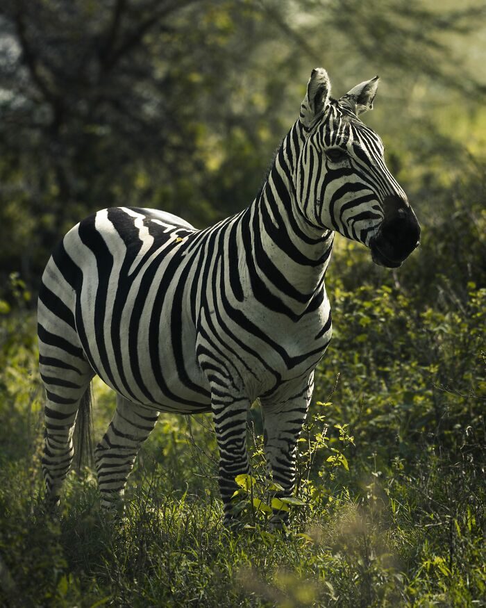 A zebra standing in tall green grass, embodying the wild industry secrets of its job.