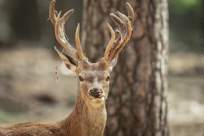 A deer looking at the camera, symbolizing places that failed health inspections.