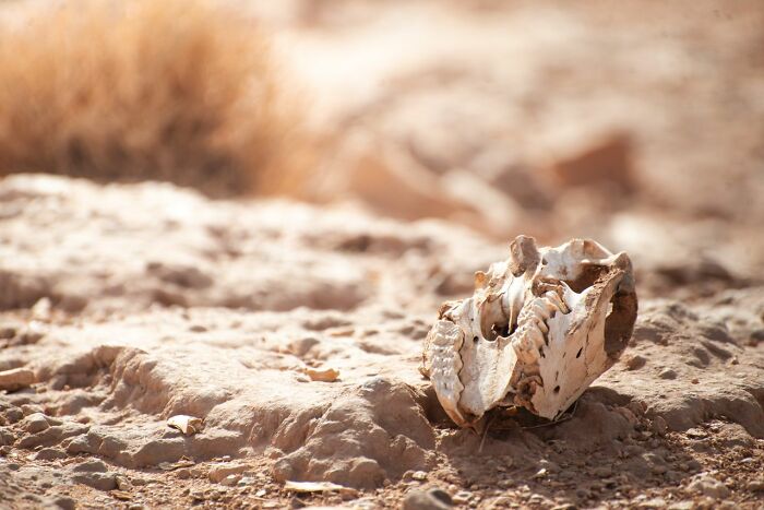 An animal skull lies on dry, cracked desert ground, revealing disturbing facts.