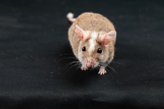 A small brown and white mouse, possibly indicating pest issues in places that failed health inspections.