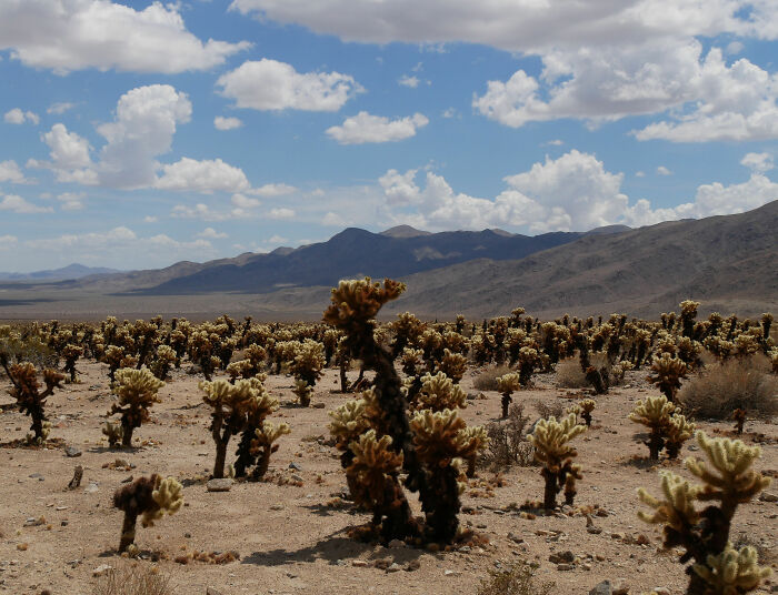 A vast landscape of the Mojave Desert with scattered cacti under a partly cloudy sky, hinting at ancient American history. A vast landscape of the Mojave Desert with scattered cacti under a partly cloudy sky, hinting at ancient American history.