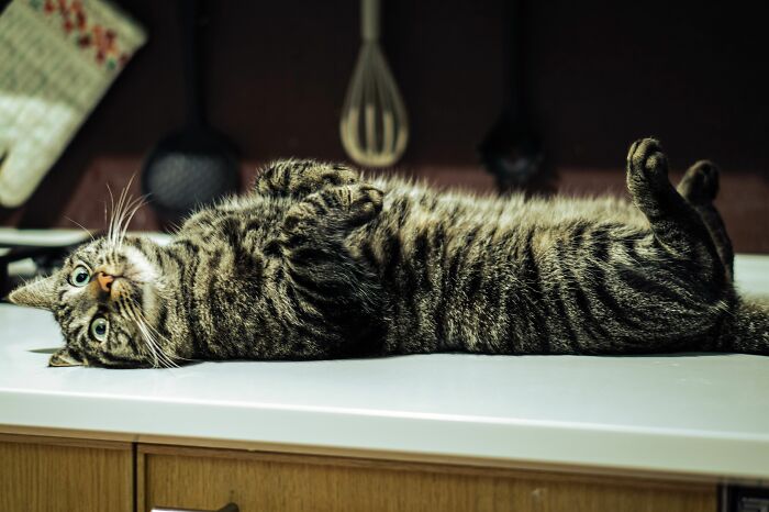 A tabby cat lying on a white counter, illustrating health inspections failures at places that make one happy to be vegetarian.