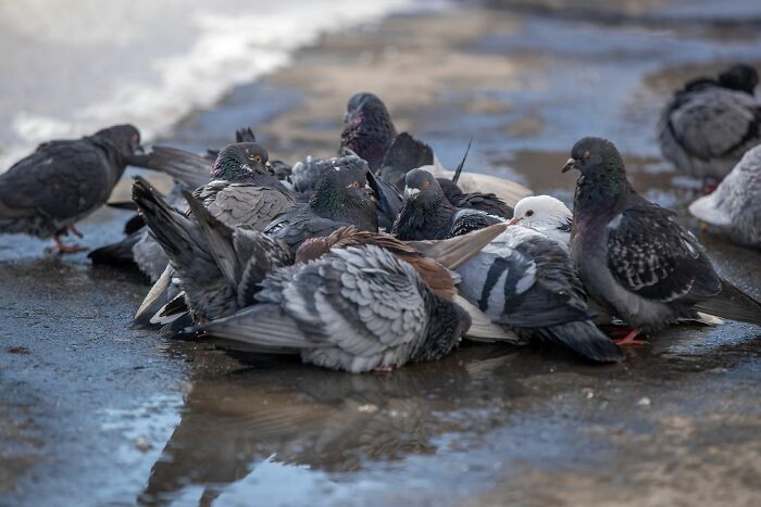 Pigeons gathered on wet pavement, illustrating shocking ways places failed health inspections.