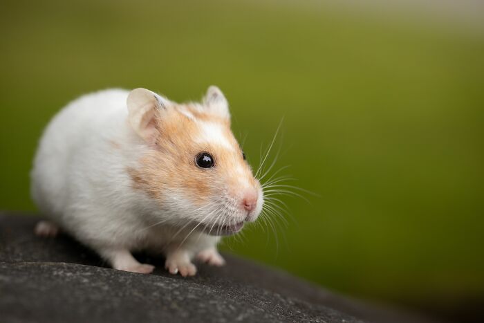 A small, fluffy hamster, typical of pets found at a kids' friend's house, revealing a family's version of normal.