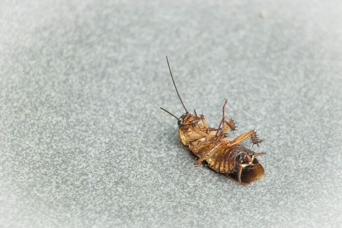 A d**d cockroach, representing the shocking ways places failed health inspections.