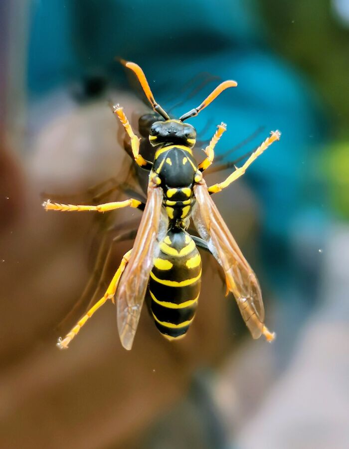 A close-up of a black and yellow wasp, its body and clear wings visible, illustrating shocking and unusual ways people lost their lives.