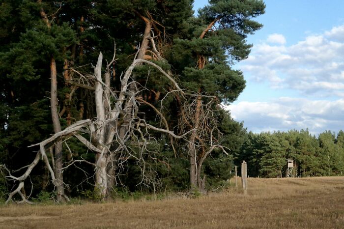 A dry field with withered trees and a dense forest, conveying the shocking and unusual ways people have lost their lives.