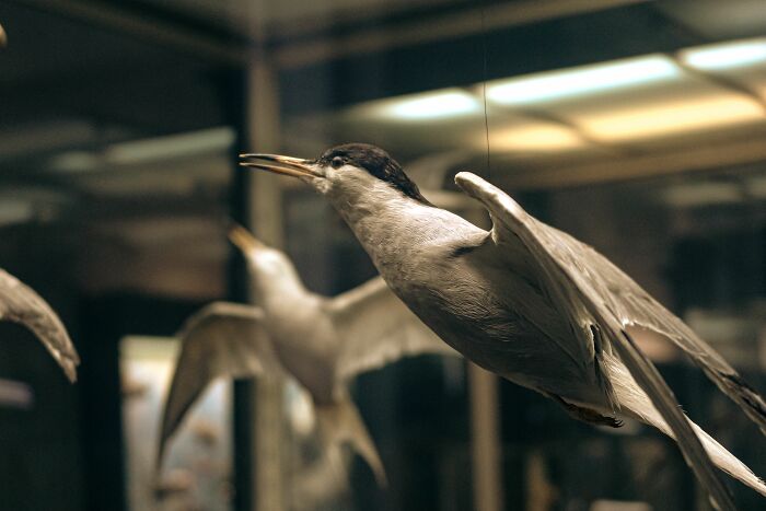 A kids' friend's house with a taxidermied bird display, showing a family's unique version of normal.