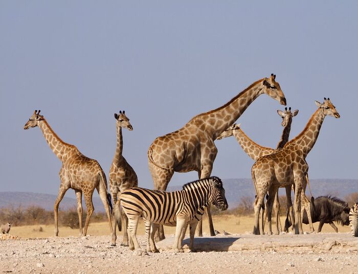 Giraffes and a zebra in a dry, open landscape, showing a fascinating aspect of the world.
