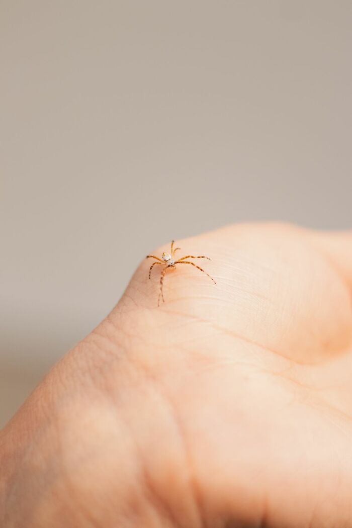 A small spider on a person's palm, a shocking and unusual way to lose your life.