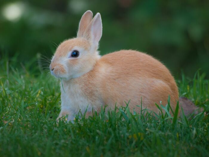 A small, light brown rabbit sitting in green grass, offering a respite from disturbing facts.