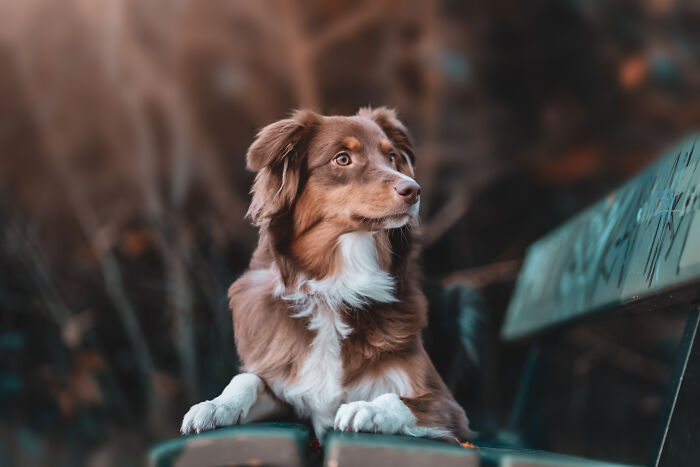 A World War II veteran's dog, a brown and white Australian Shepherd, sits attentively on a park bench.