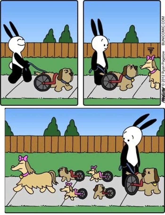 This Grumpy Dog In A Wheelchair Quietly Became One Of The Best Characters In Ryan Pagelow’s Buni Comics (34 Pics)