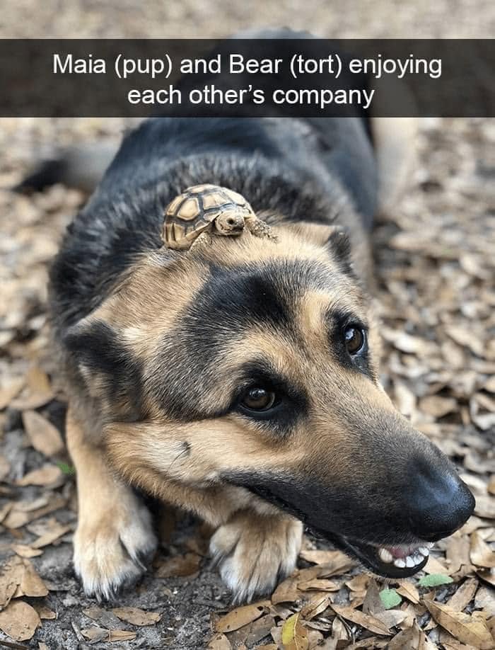 Funny dog meme: a turtle riding on the head of a German Shepherd, showcasing funny pet owner moments.