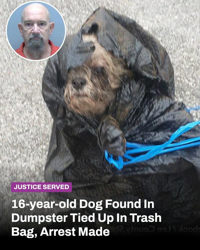 A 16-year-old dog, found tied in a trash bag in a dumpster, before and after its life changed, justice served.