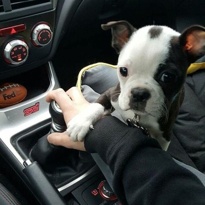 Funny dog meme: a small Boston Terrier puppy with a paw on a gear shift in a car, an adorable pet owner image.