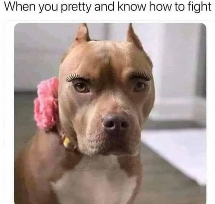 A funny dog meme showing a pitbull with long eyelashes and a flower, a relatable image for pet owners.