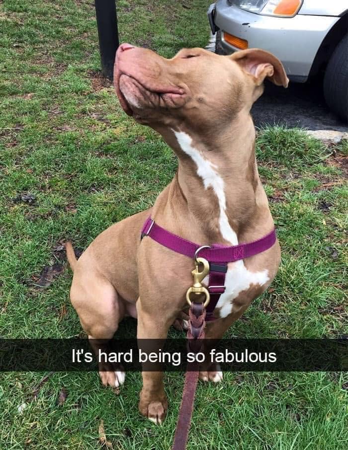 A funny dog meme of a pitbull looking proud with the caption It's hard being so fabulous, relatable for pet owners.
