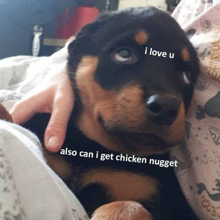 A sweet puppy meme asking for a chicken nugget, a funny dog meme.