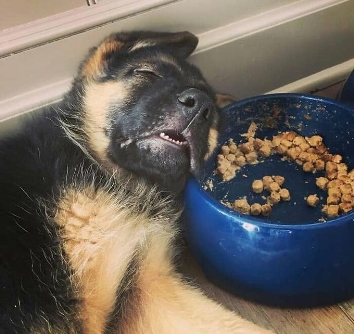 Funny dog memes: A sleepy German Shepherd puppy napping next to an empty food bowl on the floor.