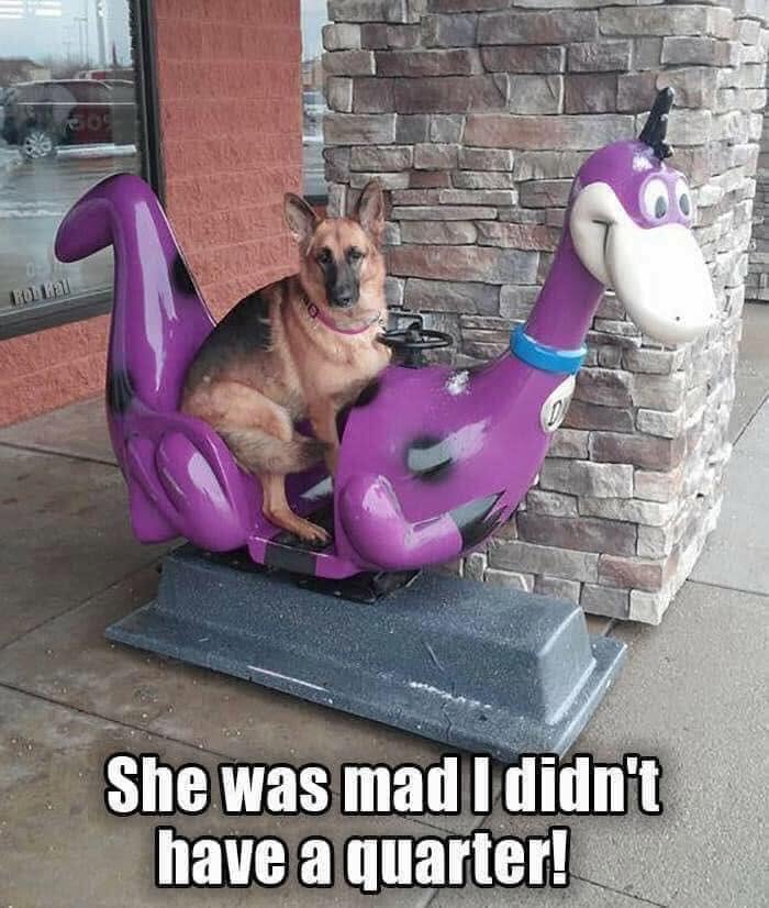 A funny dog meme with a German Shepherd on a coin-operated dinosaur ride, pet owners relate.