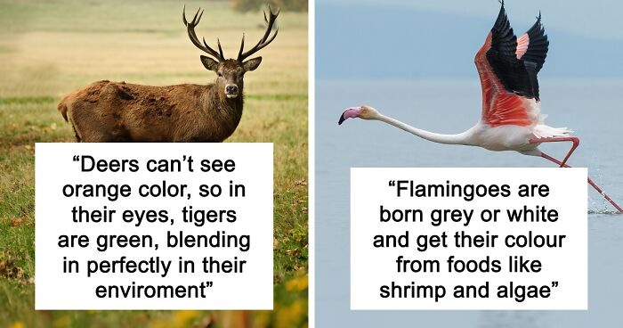 65 Weirdly Interesting Facts People Somehow Have Stored In Their Brains