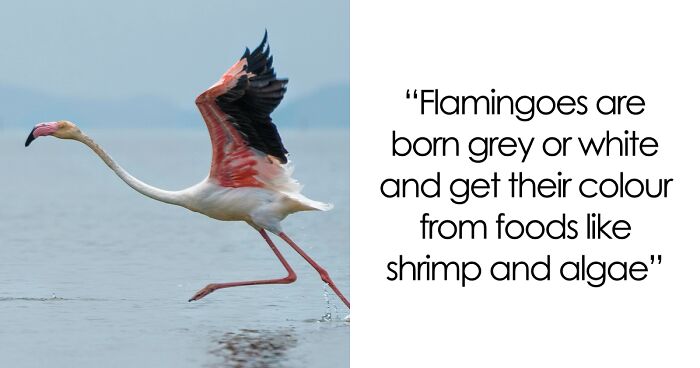 65 Weirdly Interesting Facts People Somehow Have Stored In Their Brains