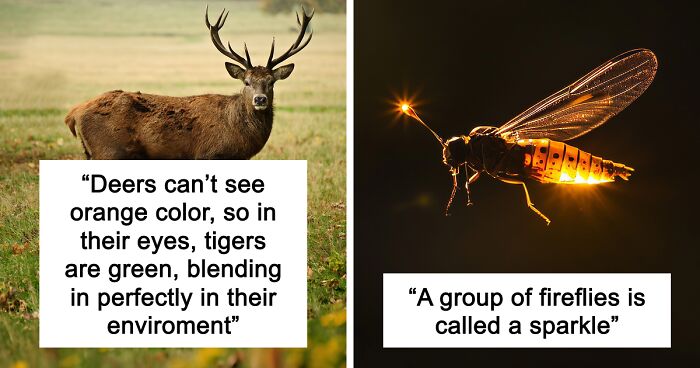 65 Weirdly Interesting Facts People Somehow Have Stored In Their Brains