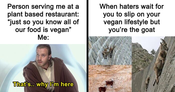 47 Hilarious Memes That Prove That Vegans Do Have A Sense Of Humor