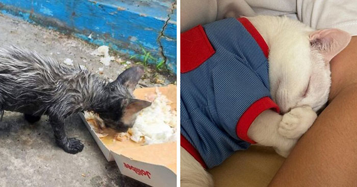 73 Rescue Cat Transformations That Might Heal Your Soul