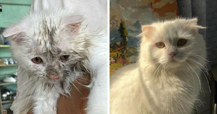 73 Rescue Cat Transformations That Might Heal Your Soul