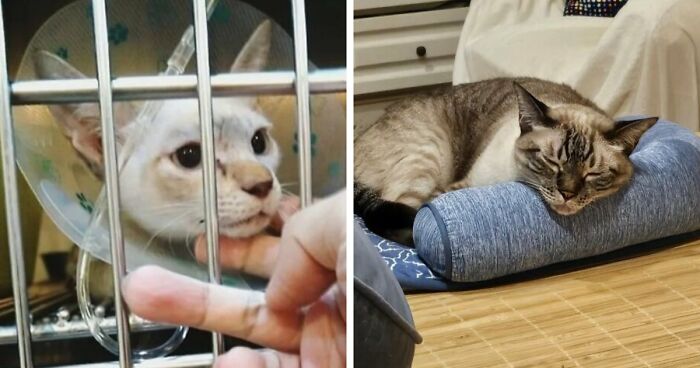 73 Rescue Cat Transformations That Might Heal Your Soul