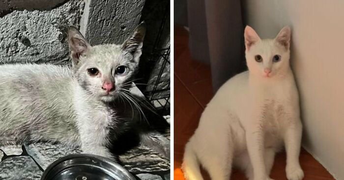 73 Rescue Cat Transformations That Might Heal Your Soul