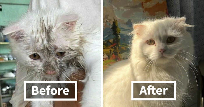 73 Rescue Cat Transformations That Might Heal Your Soul