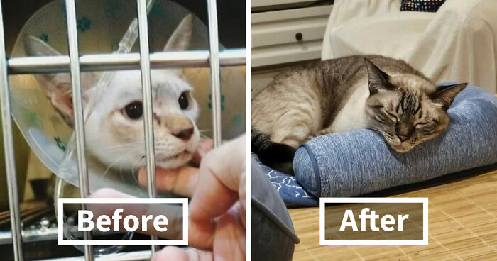 73 Rescue Cat Transformations That Might Heal Your Soul