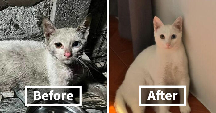 73 Rescue Cat Transformations That Might Heal Your Soul