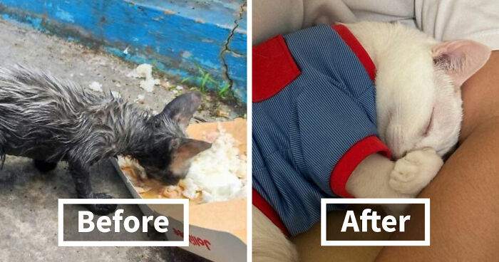 73 Rescue Cat Transformations That Might Heal Your Soul