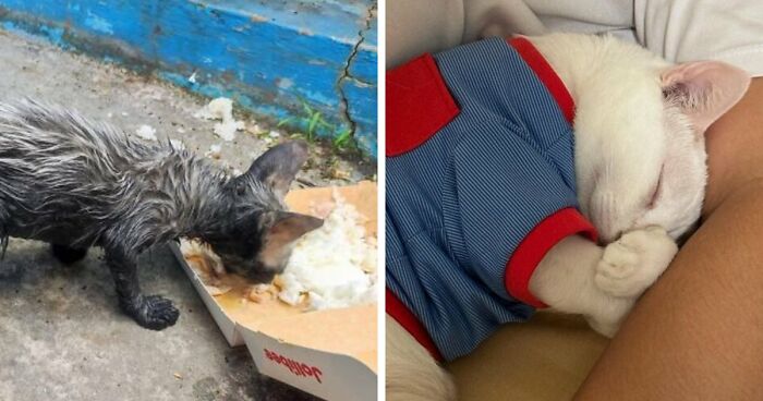 73 Rescue Cat Transformations That Might Heal Your Soul
