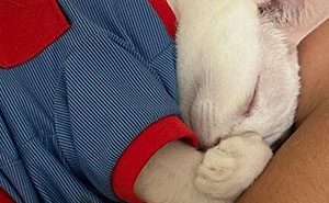 73 Rescue Cat Transformations That Might Heal Your Soul