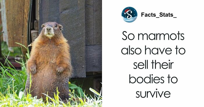 “It’s Rare To See Anyone Use It For Good”: Professor Breaks Silence On Viral Adult Platform Marmot Campaign