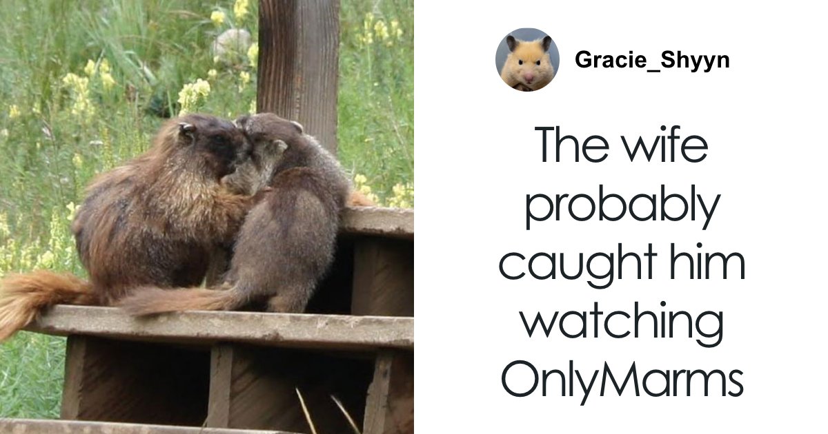 Professor Speaks Out After Turning To Adult Content Platform To Fund Marmot Studies, Going Viral