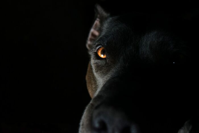 A dark image of a dog's face with one eye glowing orange, highlighting one of the terrifying babysitting stories.