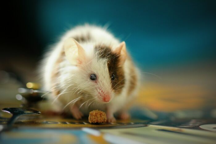 A small brown and white mouse with a piece of food, exploring strange jobs to earn money.