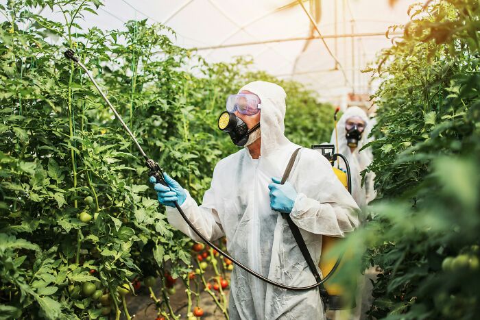 Two workers in protective suits spraying plants in a greenhouse, demonstrating how people are getting scammed.