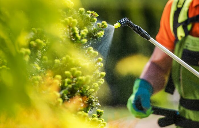 A close-up shot of a person spraying a plant, illustrating how people are getting scammed.