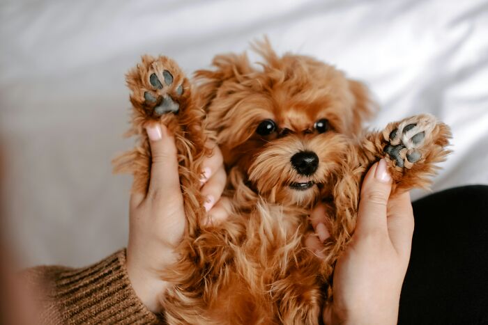 A cute puppy held by hands, symbolizing pet scams and how people are getting scammed by fraudulent breeders.