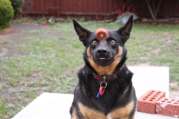 Hilarious photo of a dog with wide eyes and a ball on its head, moments before disaster struck.