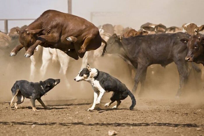 Hilarious photo of a calf kicking high in the air near two dogs, moments before disaster struck.