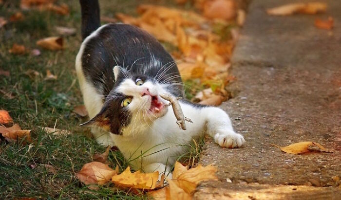 Hilarious photo of a cat moments before devouring a lizard, with wide eyes and open mouth.